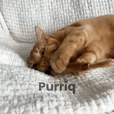 Purriq Natural Silvervine Dental Sticks